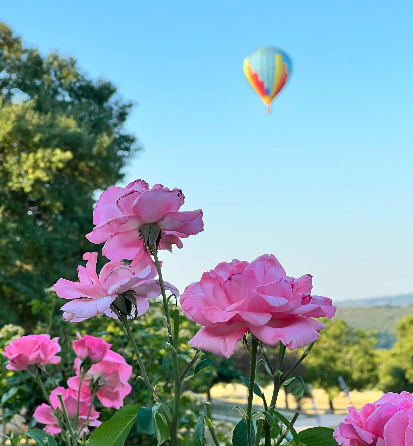 Roses du jardin et montgolfière survolant Rocamadour