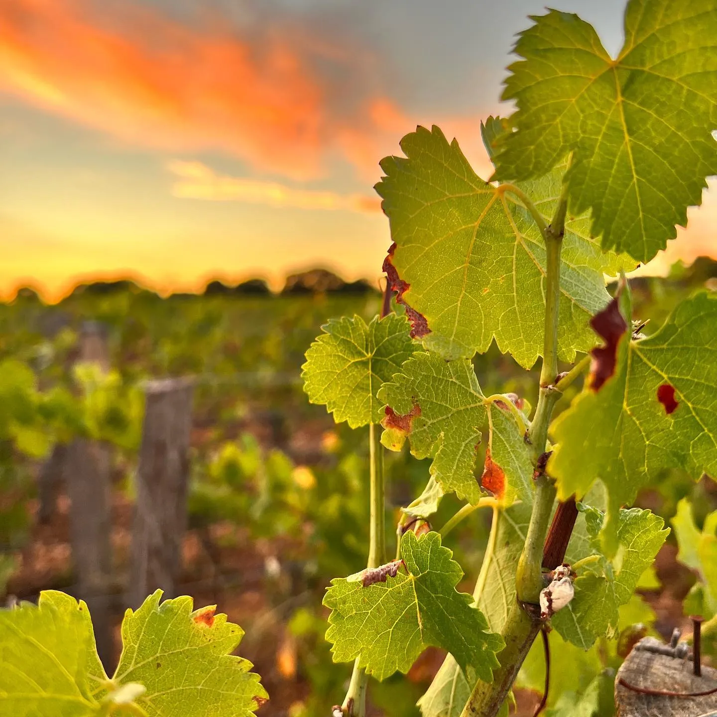 Vignes au coucher de soleil vallée du Lot