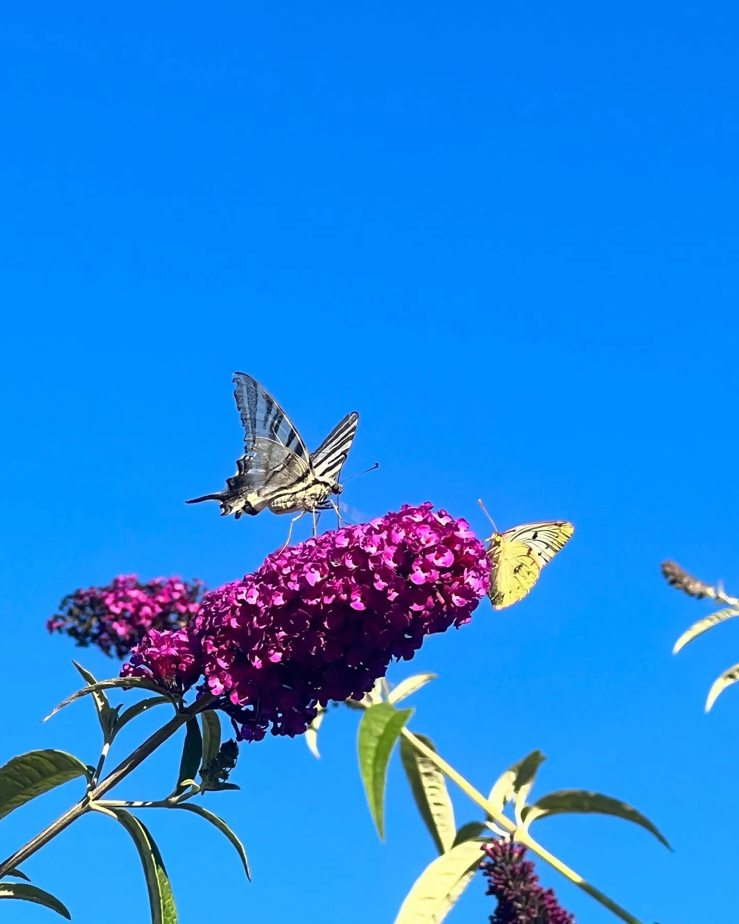 Papillons sur fleurs jardin Hôtel Rocamadour