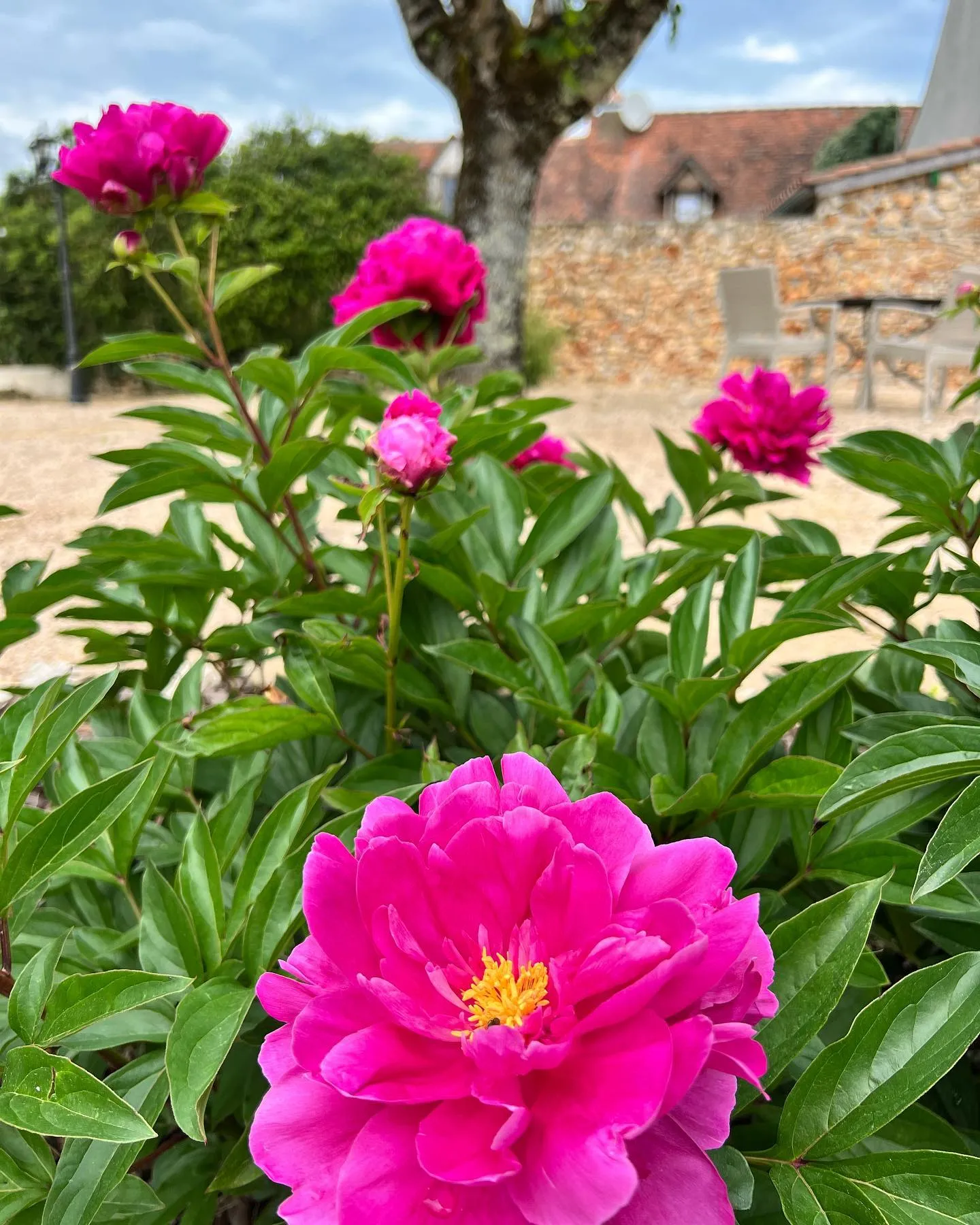 Pivoines roses jardin fleuri hôtel Rocamadour