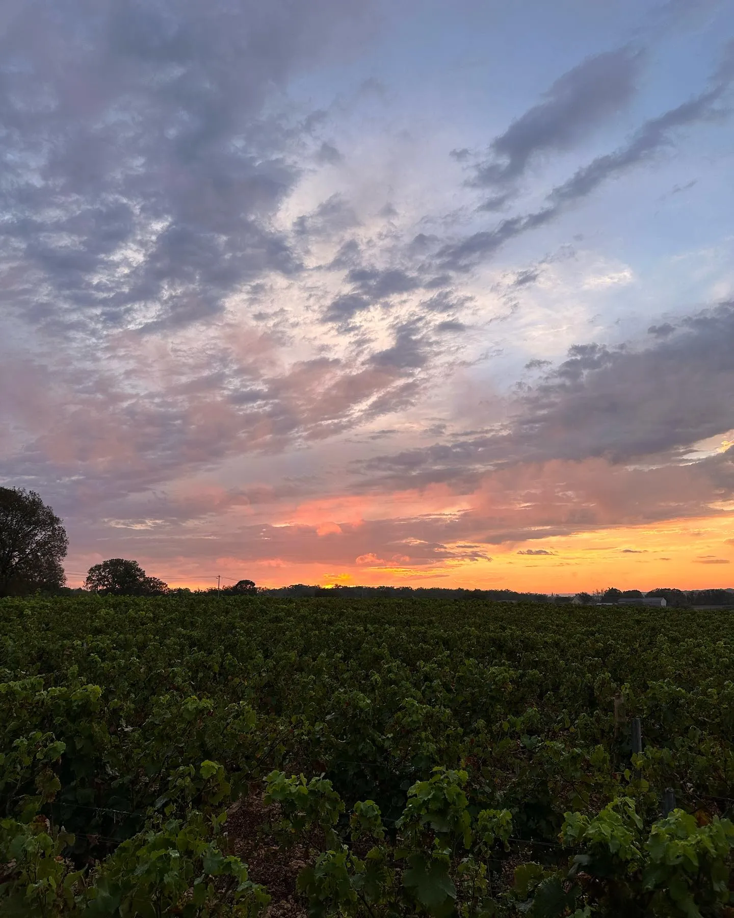 Vignes coucher de soleil nuageux vallée Lot