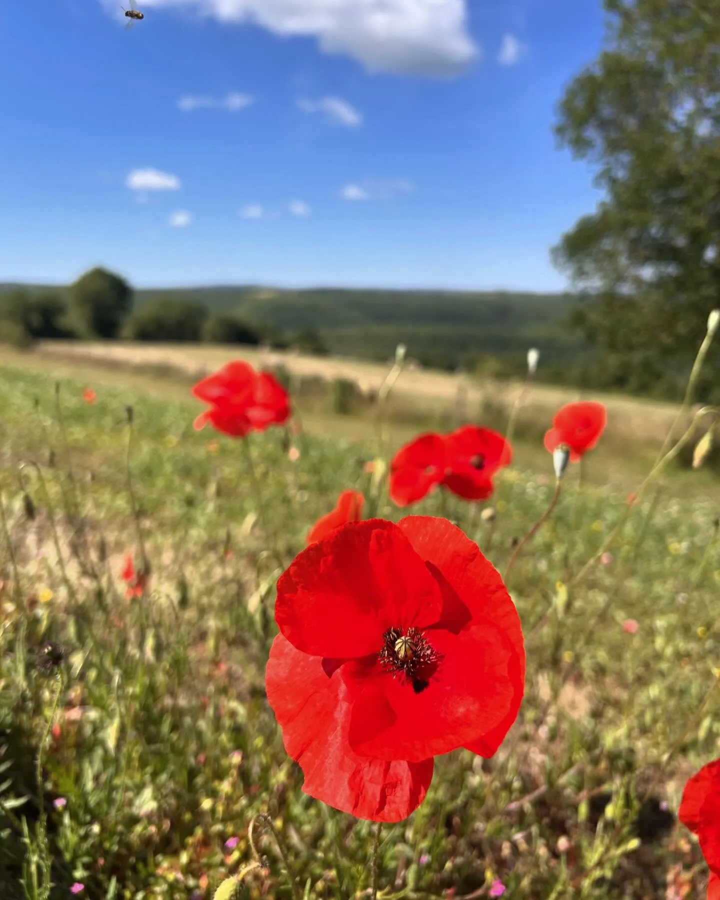 Coquelicots champ fleuri campagne Rocamadour