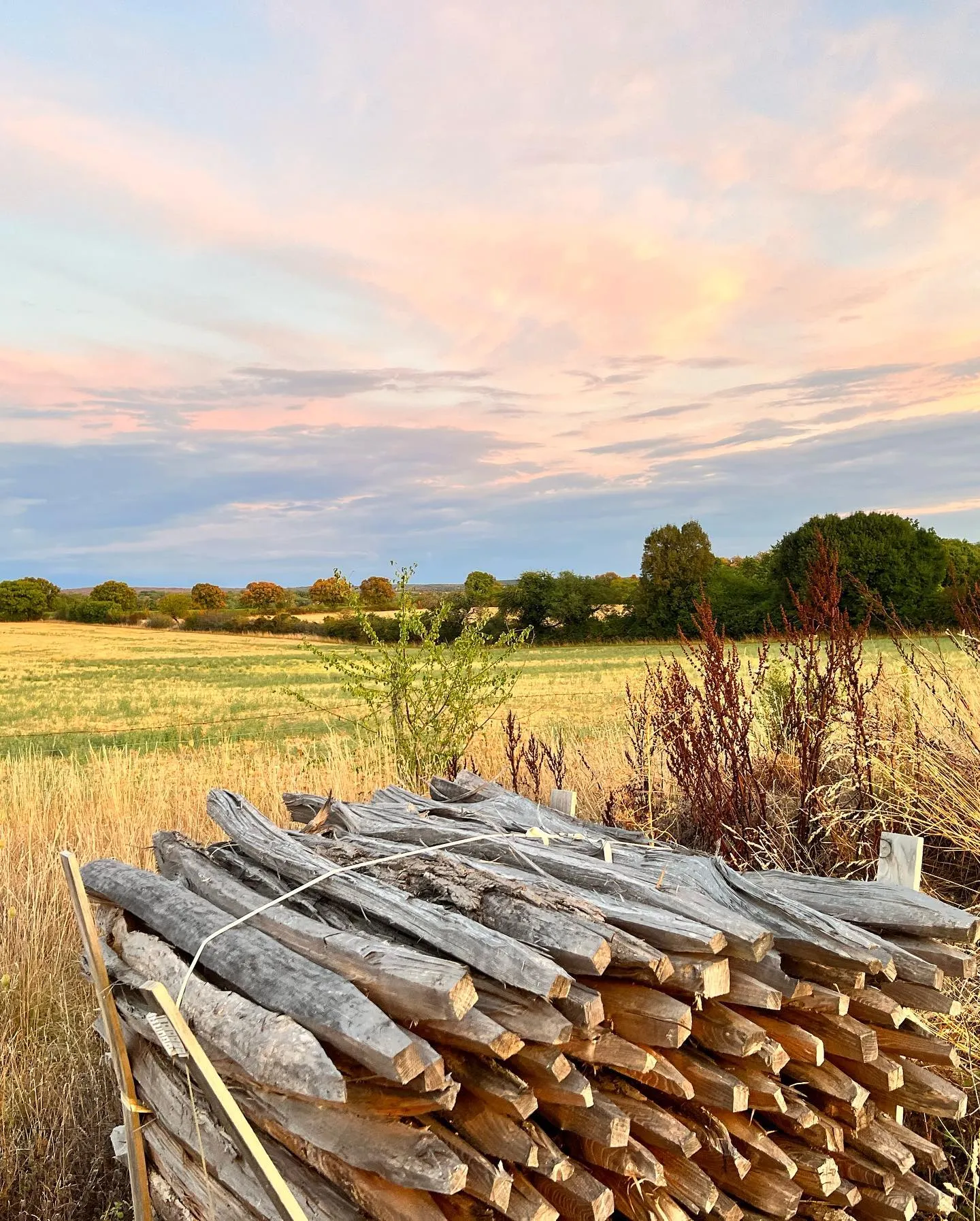 Fleurs sauvages prairies autour de l'hôtel