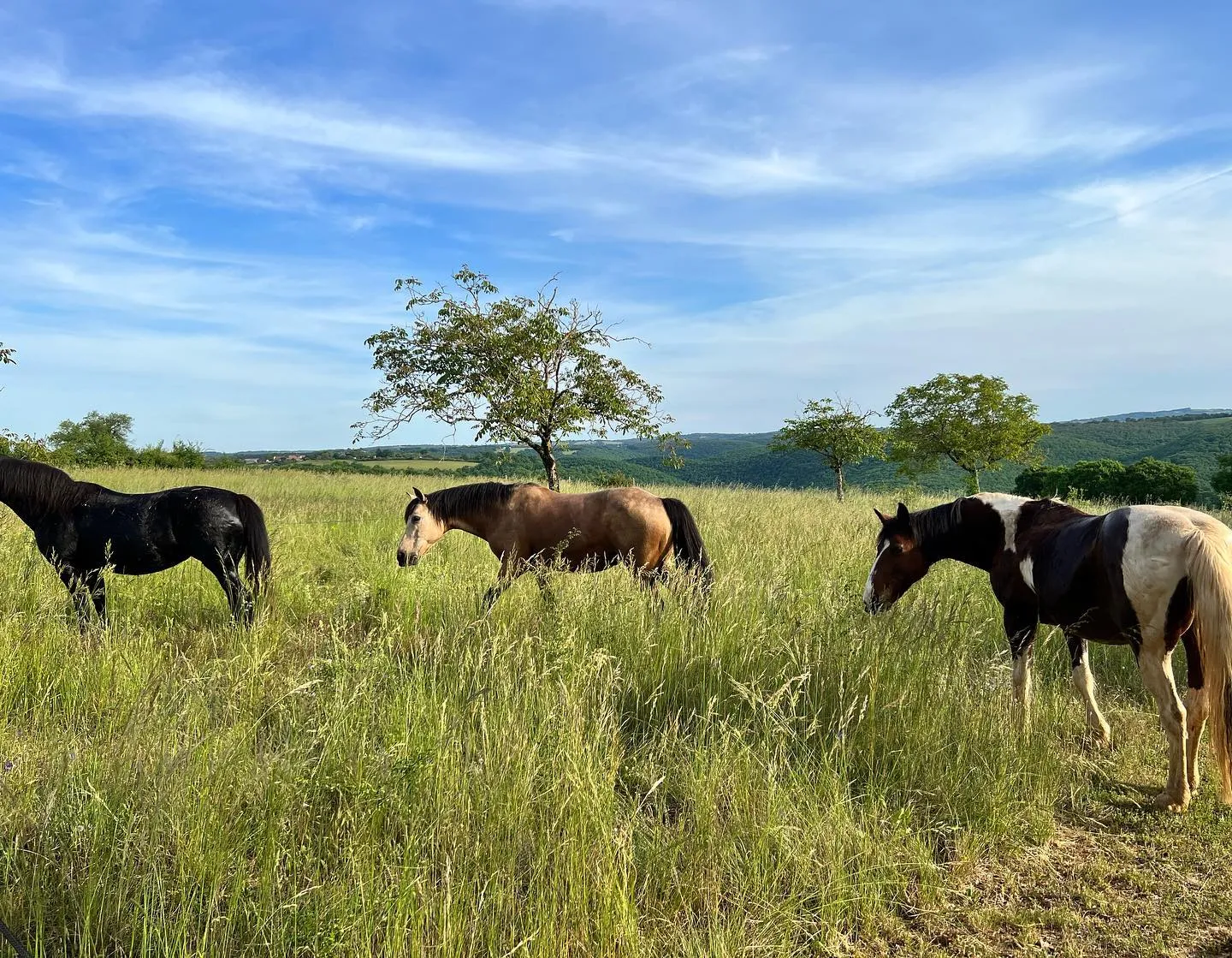 Végétation luxuriante parc hôtel Lot